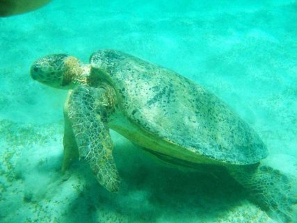 c-schildkroete-umm-elros